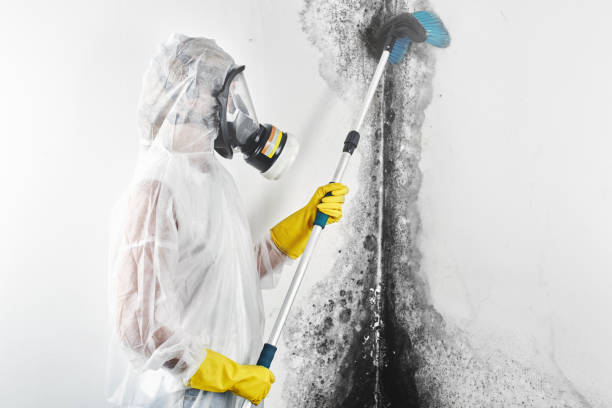 Best Water Damage & Mold Remediation  in Craig, CO